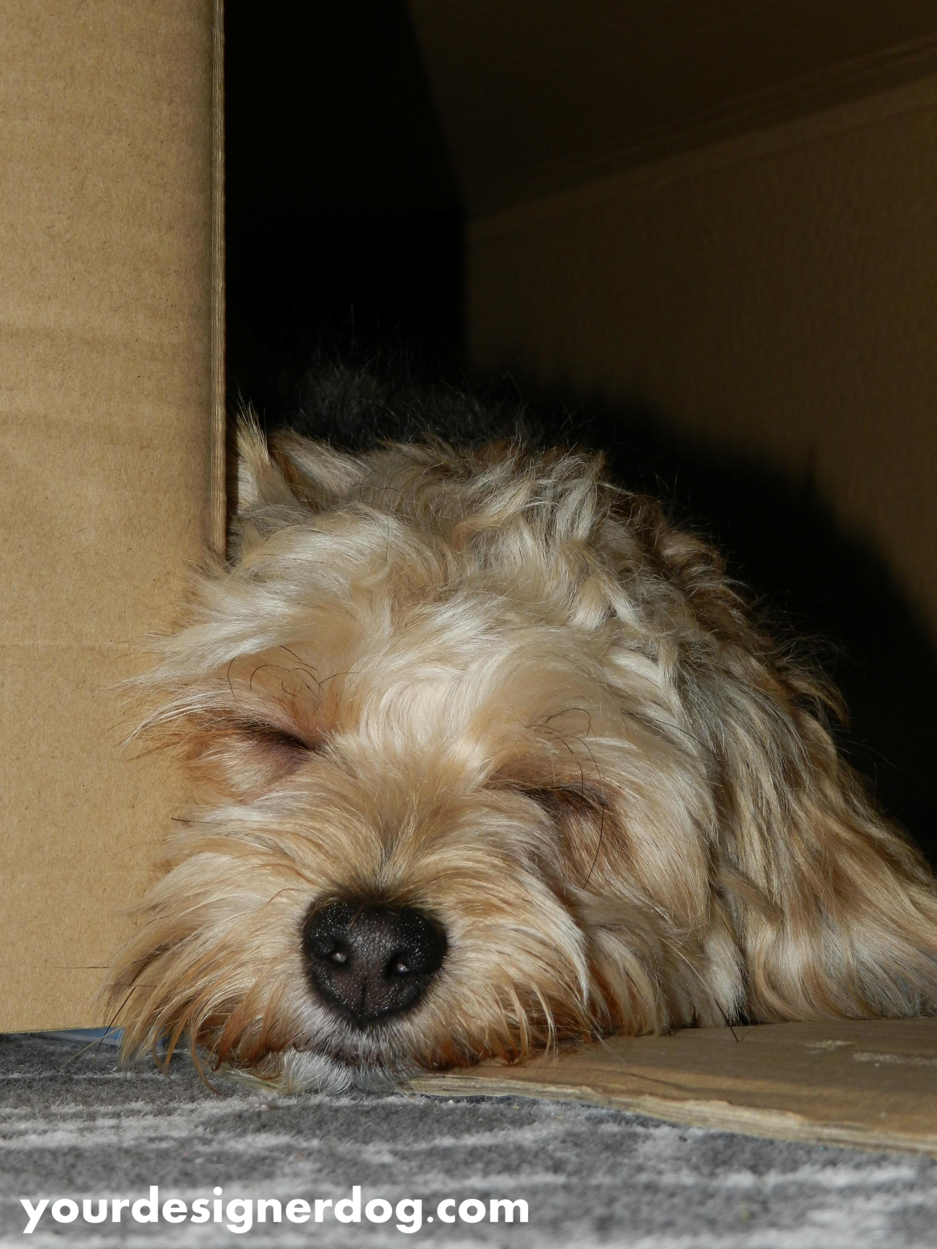 dogs, designer dogs, yorkipoo, yorkie poo, nap, sleepy, box
