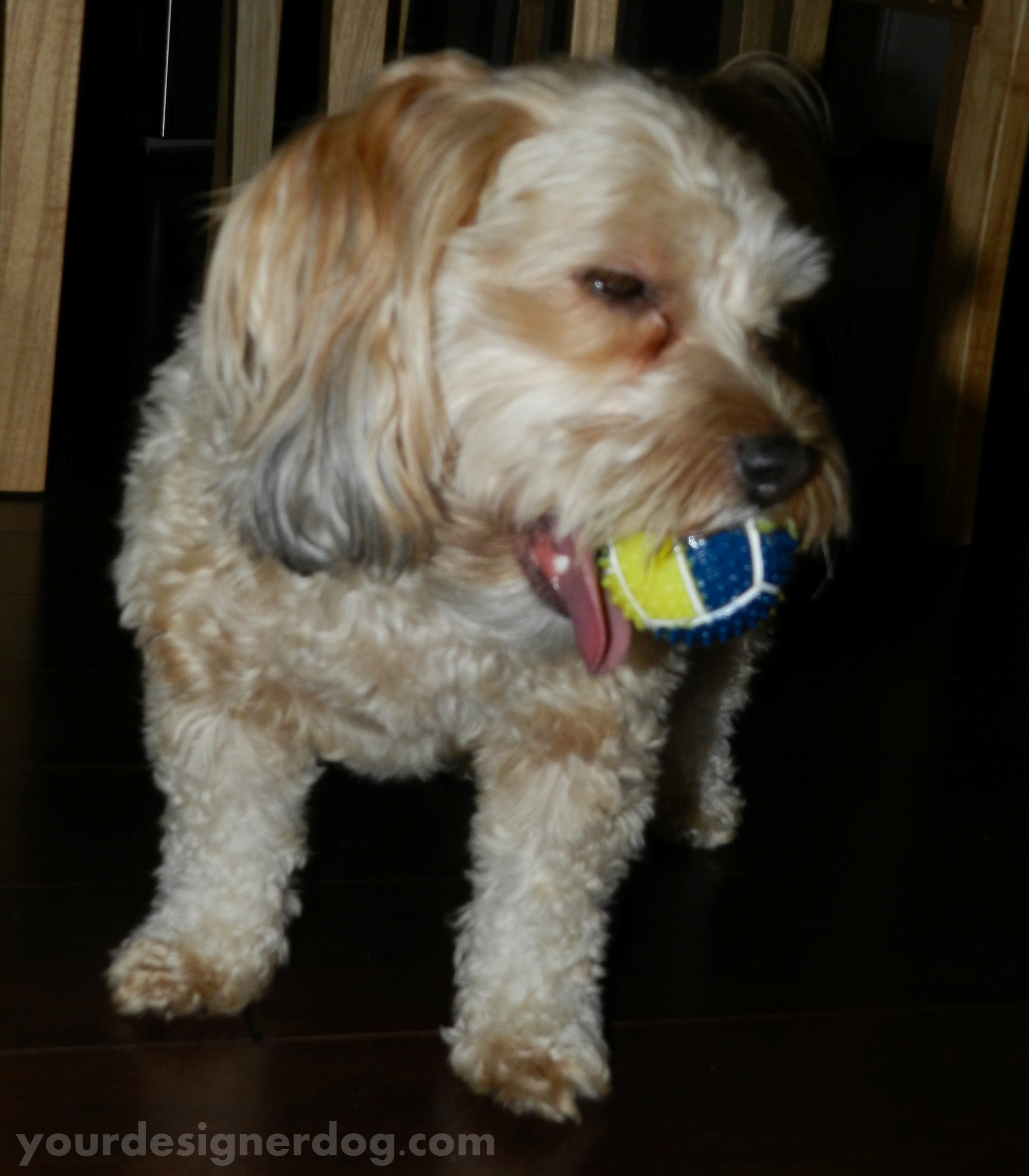 dogs, designer dogs, yorkipoo, yorkie poo, dog toy, squeaky ball