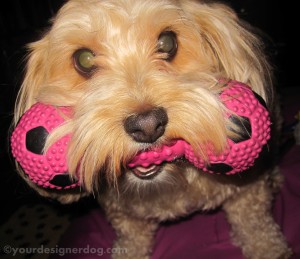 dogs, designer dogs, yorkipoo, yorkie poo, moustache, dog toy