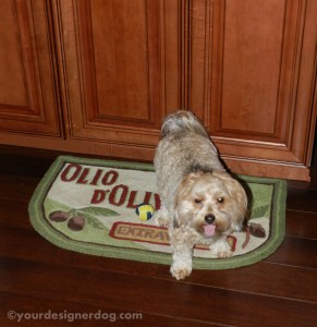dogs, designer dogs, yorkipoo, yorkie poo, dog treats, trap, squeaky ball