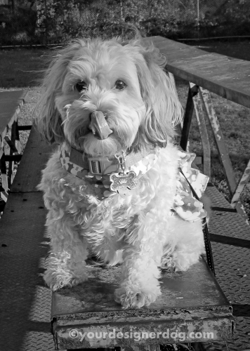 dogs, designer dogs, yorkipoo, yorkie poo, black and white photography, bleachers, tongue out