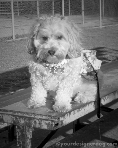 dogs, designer dogs, yorkipoo, yorkie poo, black and white photography, bleachers