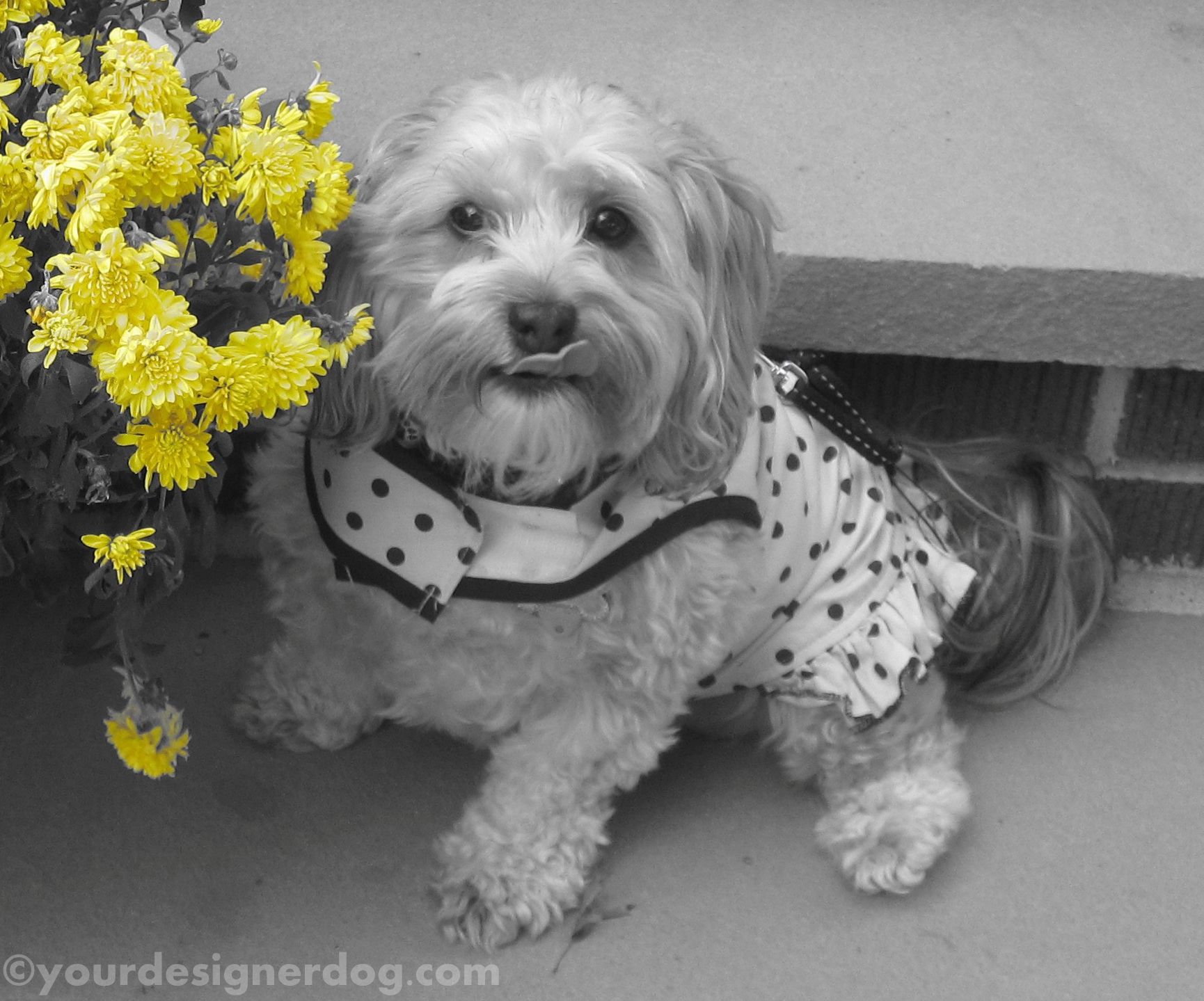 dogs, designer dogs, yorkipoo, yorkie poo, black and white photography, mums, dogs with flowers, tongue out