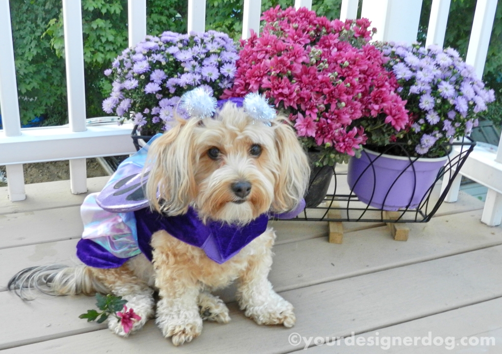 dogs, designer dogs, yorkipoo, yorkie poo, butterfly, dog costume, fall, dogs with flowers