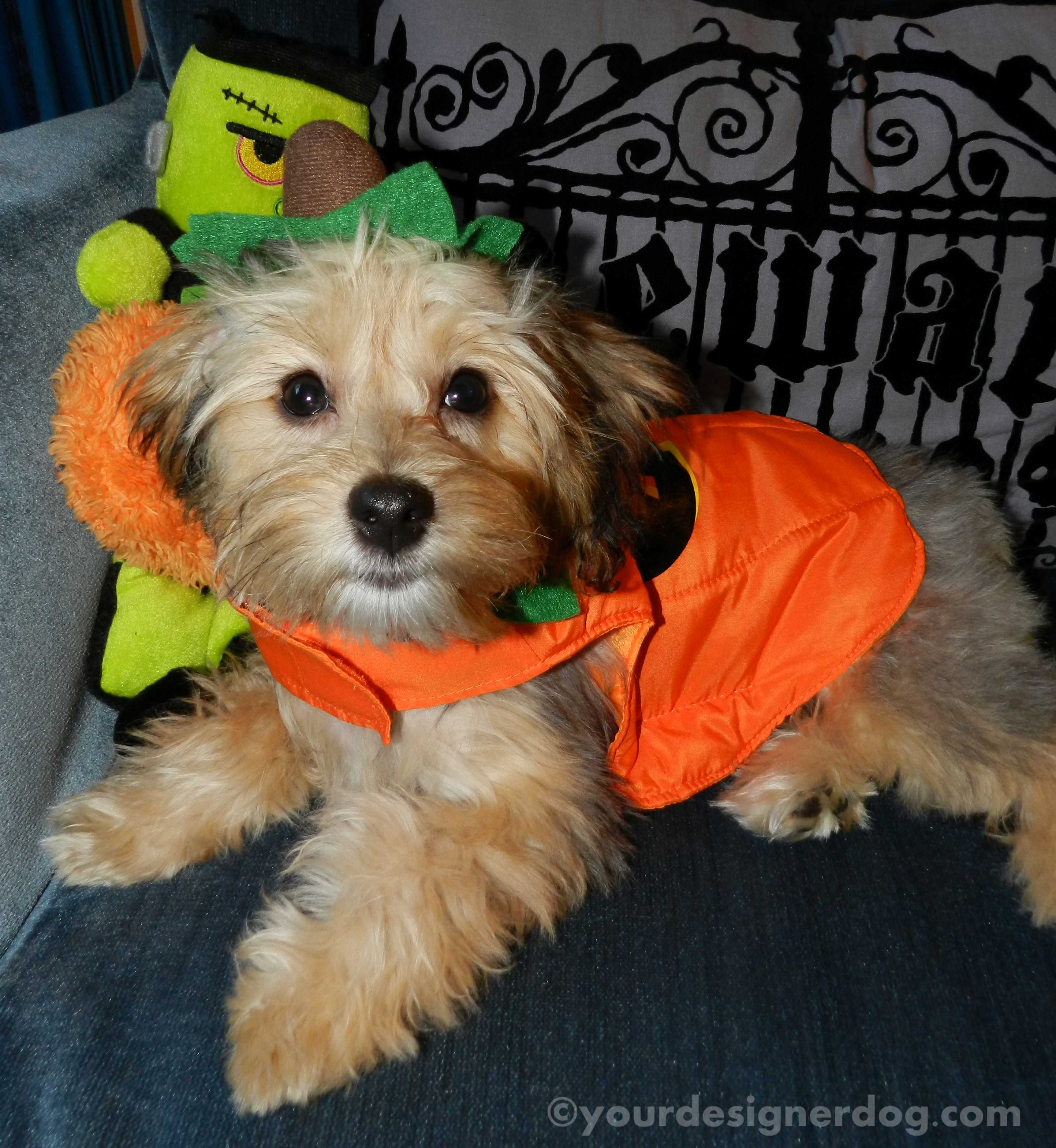 dogs, designer dogs, yorkipoo, yorkie poo, pumpkin, halloween, dog costume