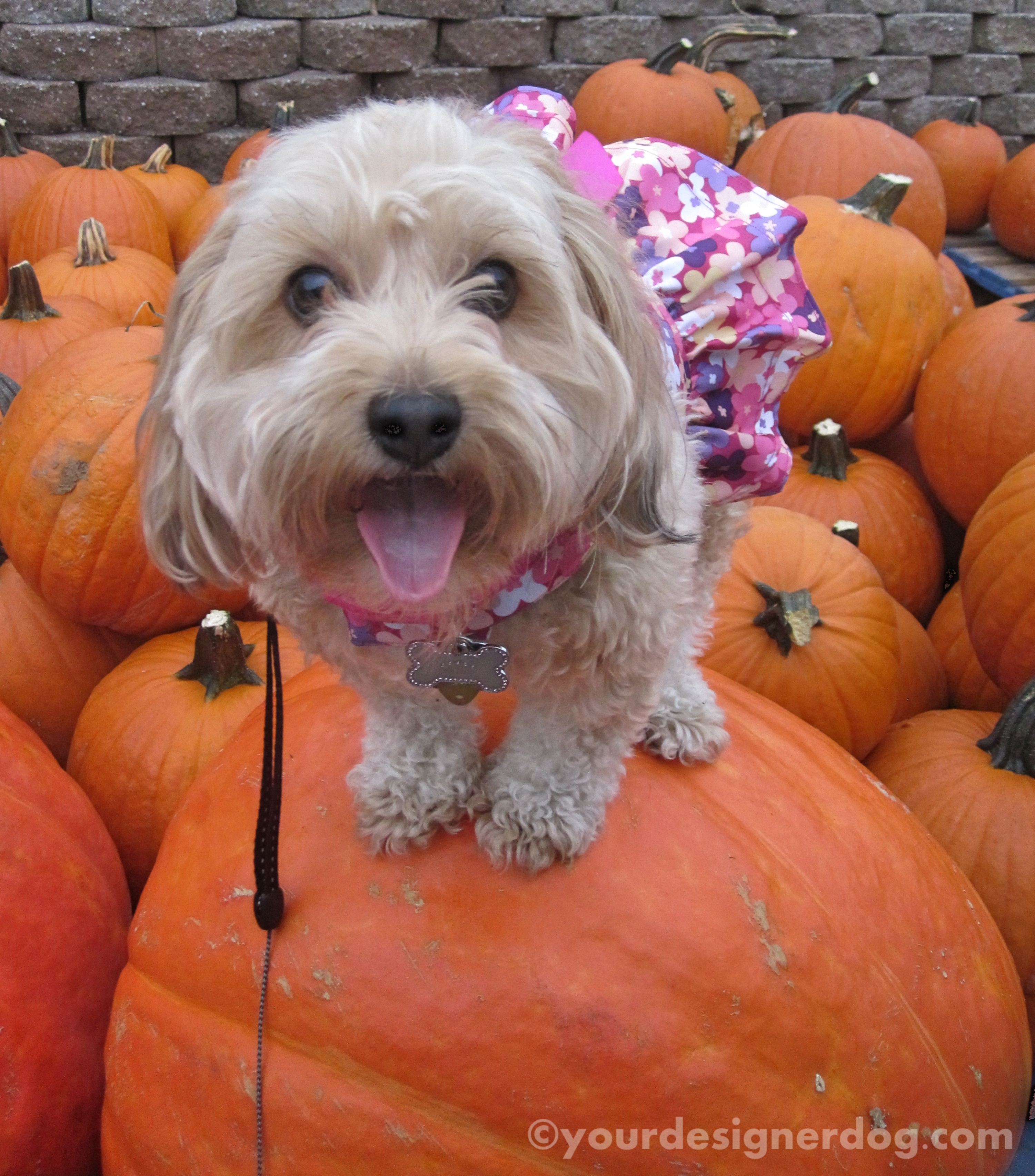 dogs, designer dogs, yorkipoo, yorkie poo, perching, pumpkin, fall