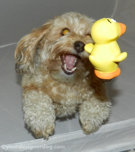 dogs, designer dogs, yorkipoo, yorkie poo, rubber ducky, dog toy, catch