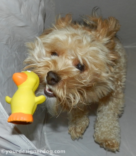 dogs, designer dogs, yorkipoo, yorkie poo, rubber ducky, dog toy, catch