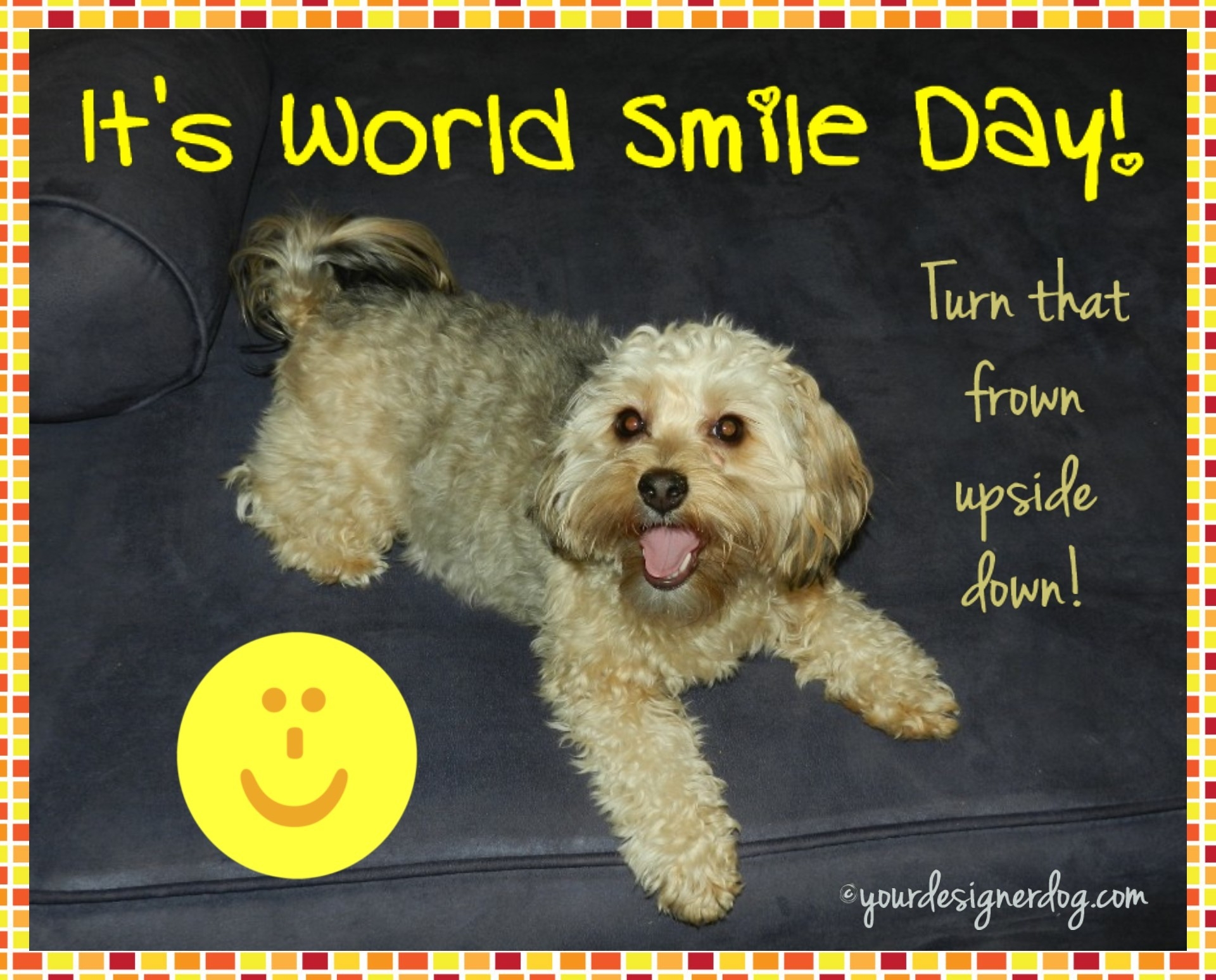 dogs, designer dogs, yorkipoo, yorkie poo, world smile day, dogs smiling