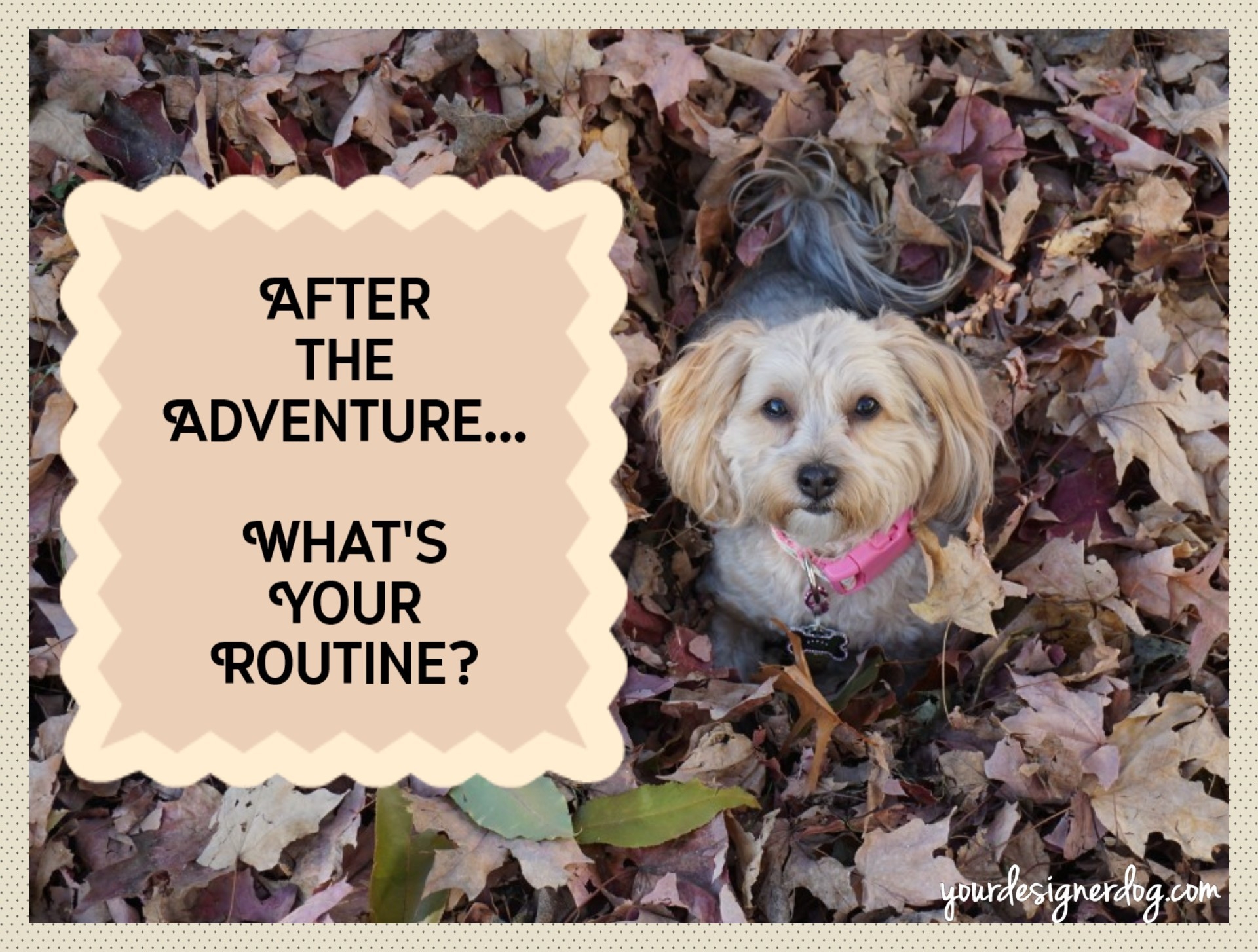 dogs, designer dogs, yorkipoo, yorkie poo, leaves, fall, adventure, routine