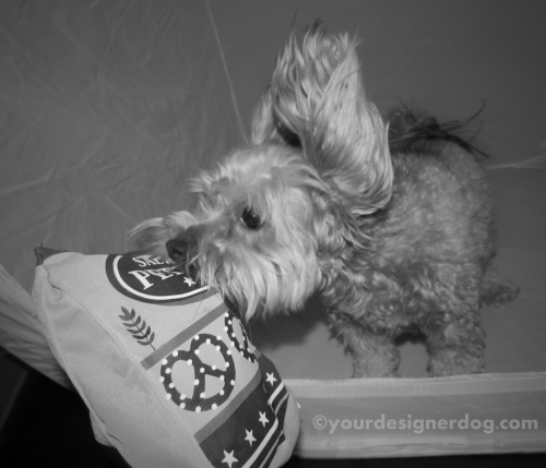 dogs, designer dogs, yorkipoo, yorkie poo, catch, pretzels, black and white photography