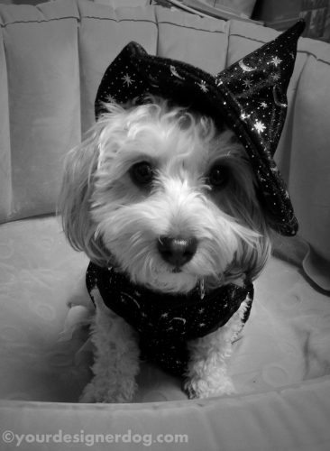 dogs, designer dogs, yorkipoo, yorkie poo, witch, halloween, dog costume