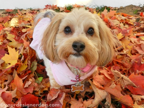 dogs, designer dogs, yorkipoo, yorkie poo, leaves, fall