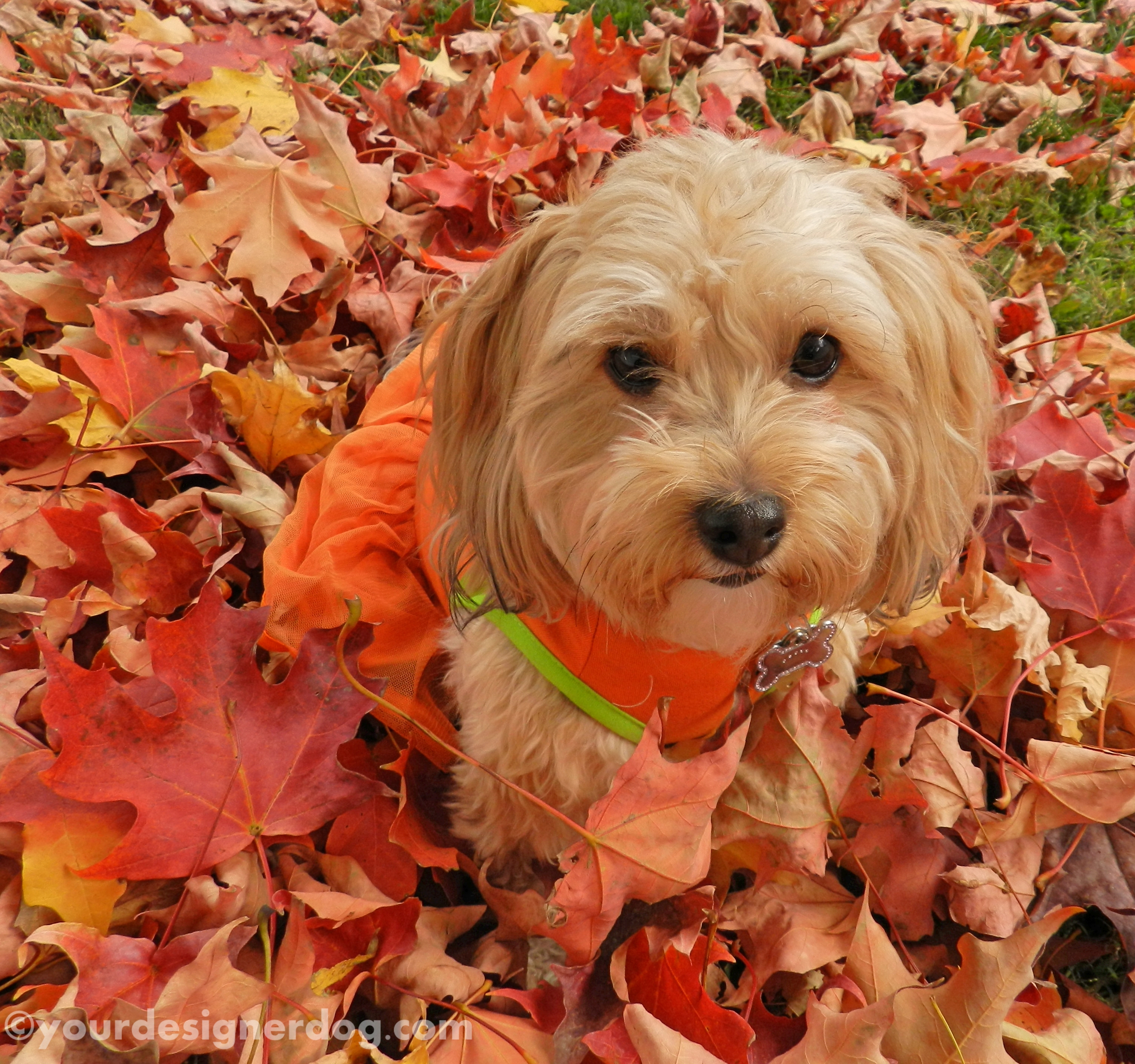 dogs, designer dogs, yorkipoo, yorkie poo, leaves, autumn, fall