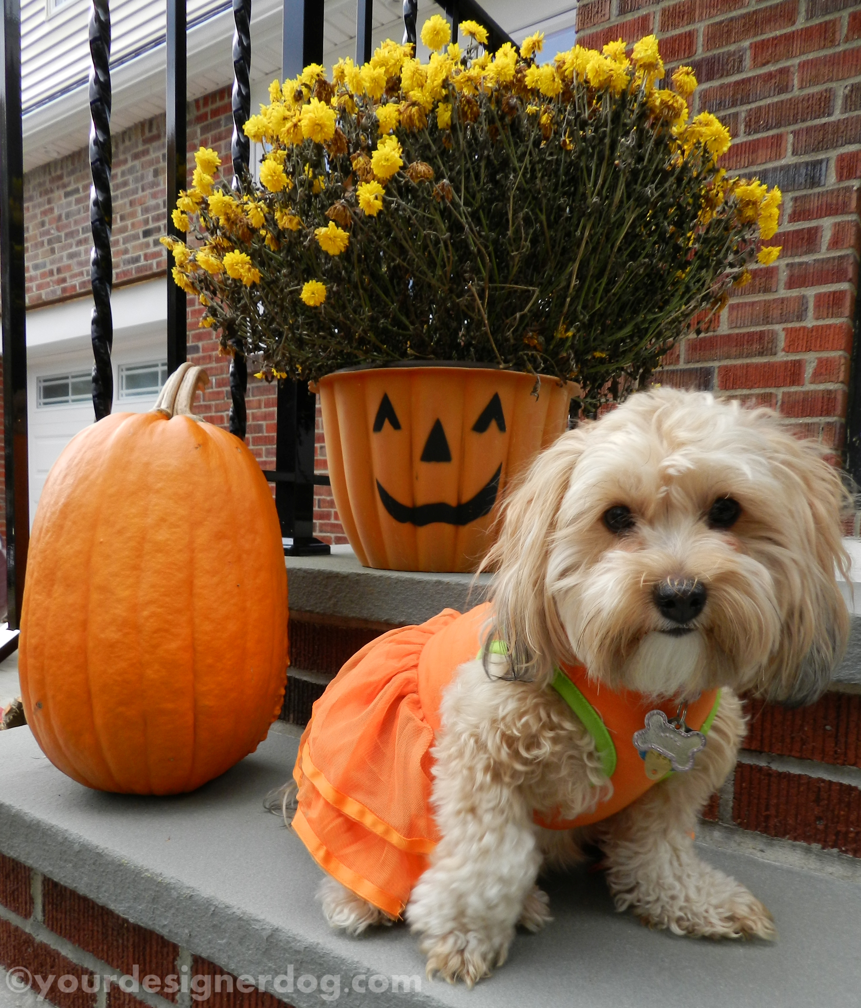 dogs, designer dogs, yorkipoo, yorkie poo, pumpkins, fall, halloween, mums, dogs with flowers