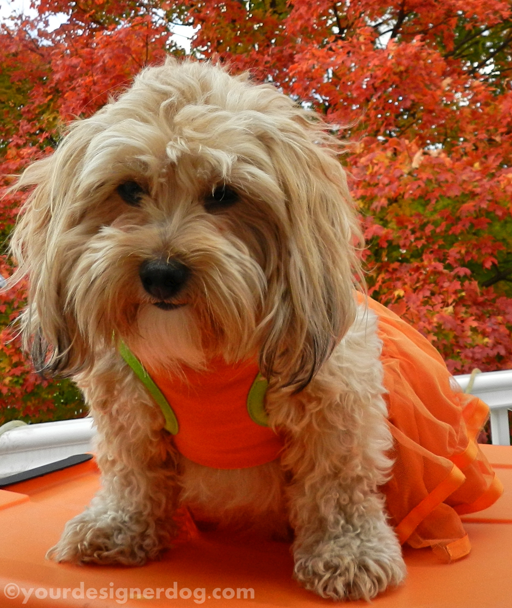 dogs, designer dogs, yorkipoo, yorkie poo, leaves, autumn, fall