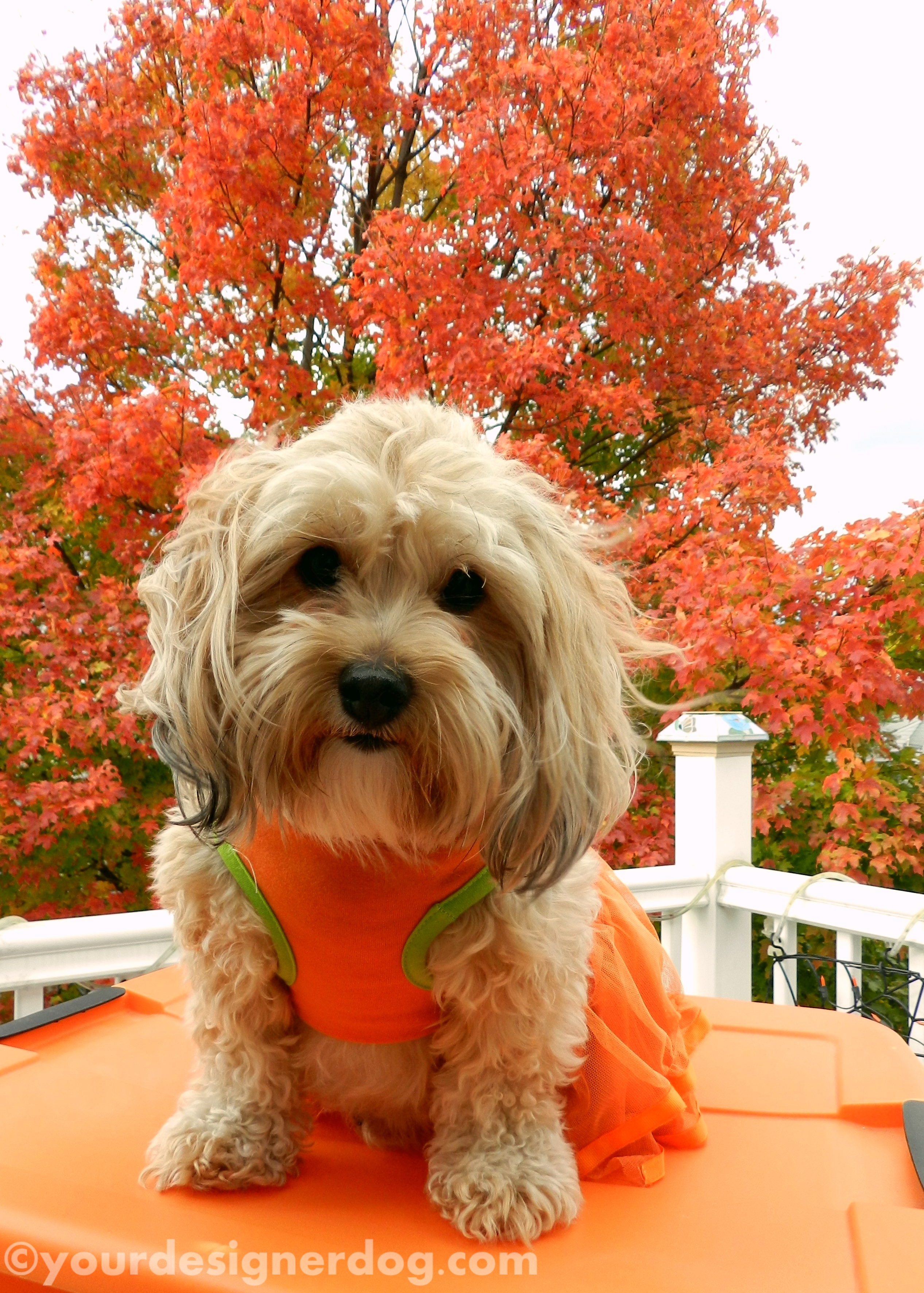 dogs, designer dogs, orange, yorkipoo, yorkie poo, leaves, autumn, fall