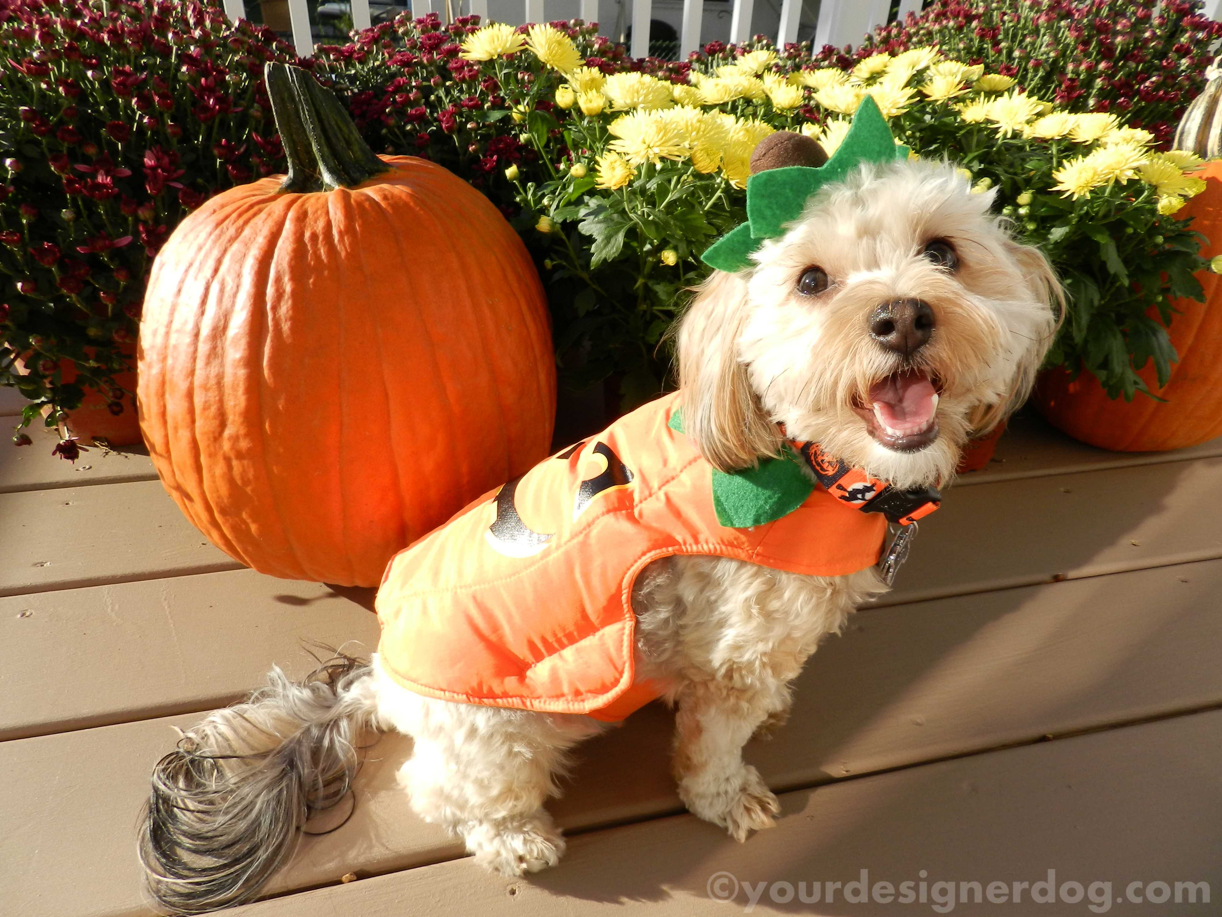 dogs, designer dogs, yorkipoo, yorkie poo, pumpkins, fall, halloween, mums, dogs with flowers, dogs smiling, tongue out