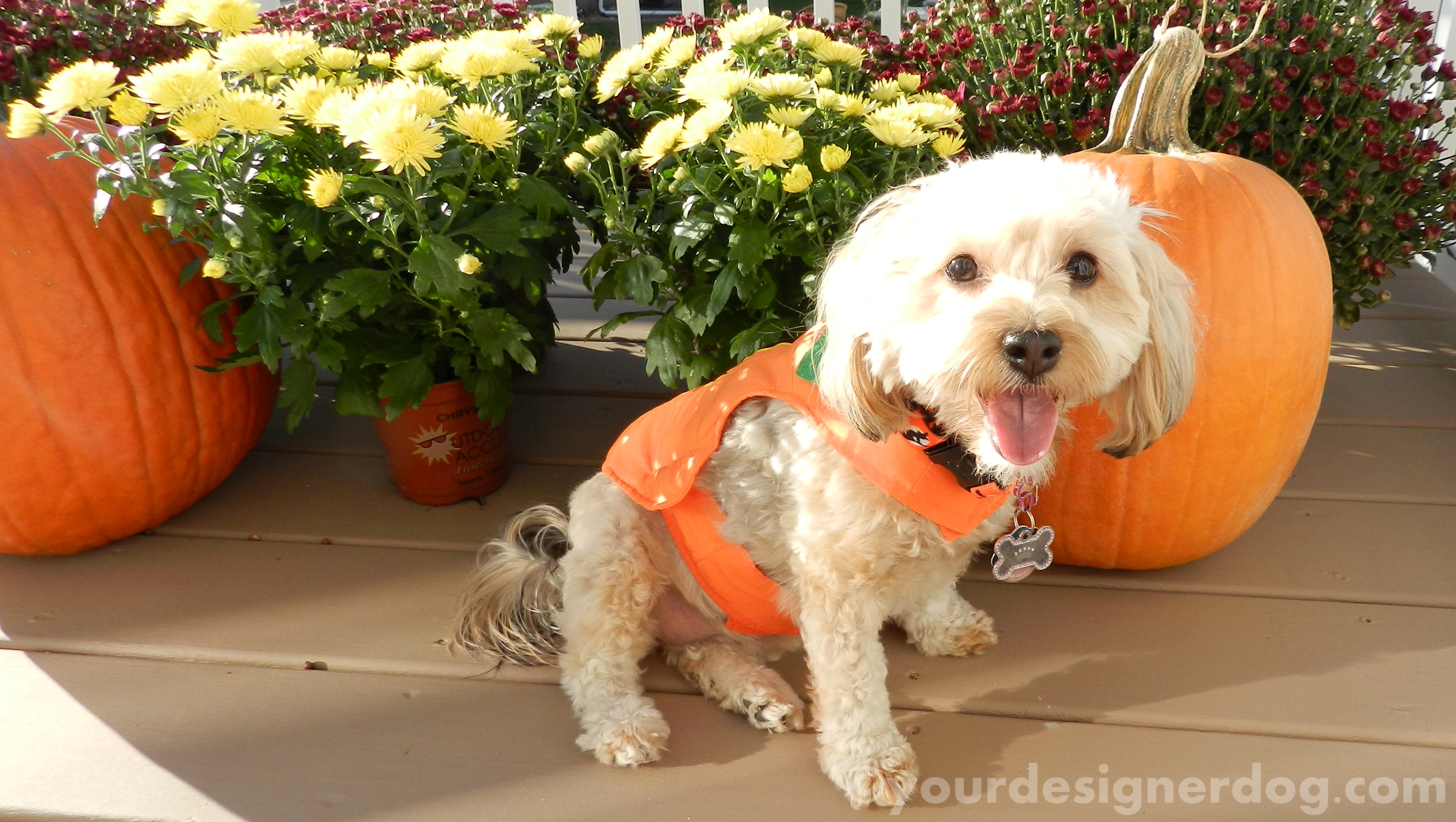 dogs, designer dogs, yorkipoo, yorkie poo, pumpkins, fall, halloween, mums, dogs with flowers, dogs smiling