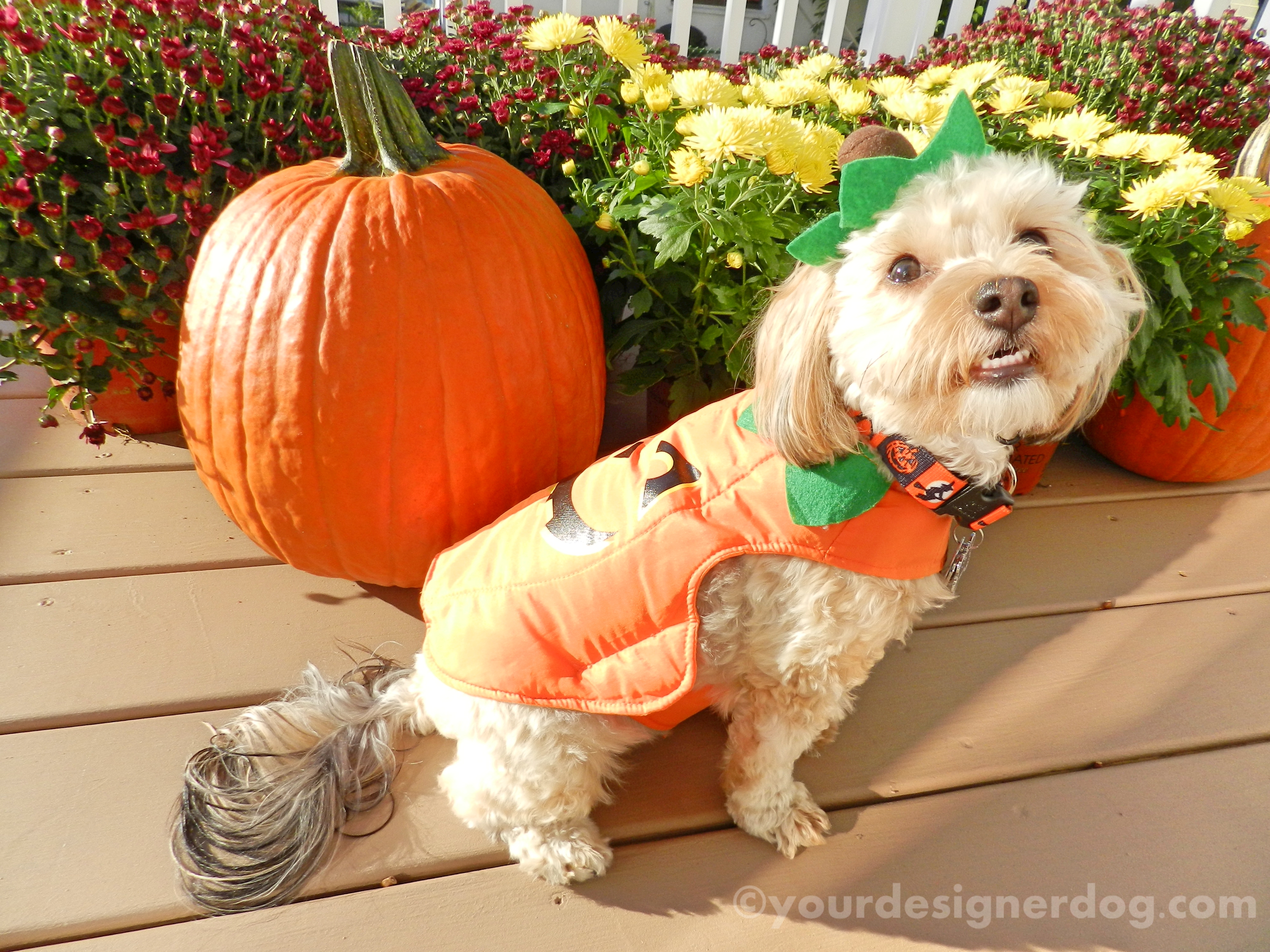 dogs, designer dogs, yorkipoo, yorkie poo, pumpkins, fall, halloween, dogs with flowers, mums, dogs smiling