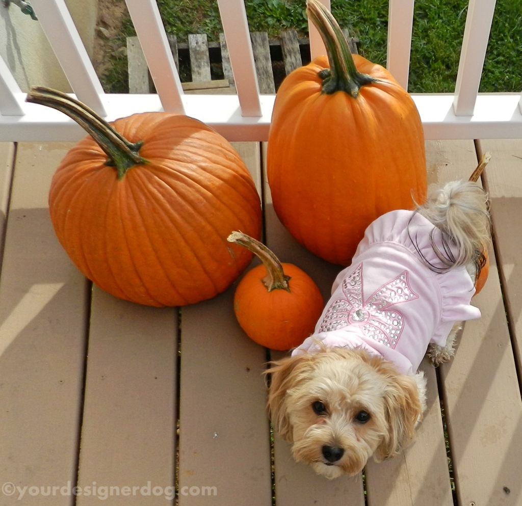 dogs, designer dogs, yorkipoo, yorkie poo, pumpkins, fall