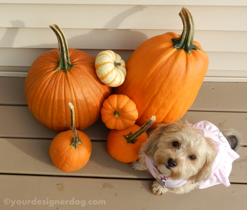 dogs, designer dogs, yorkipoo, yorkie poo, pumpkins, fall