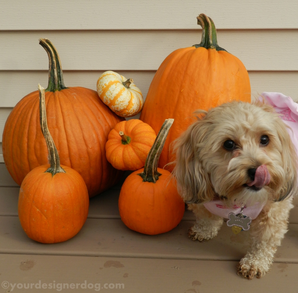 dogs, designer dogs, yorkipoo, yorkie poo, pumpkins, fall, tongue out