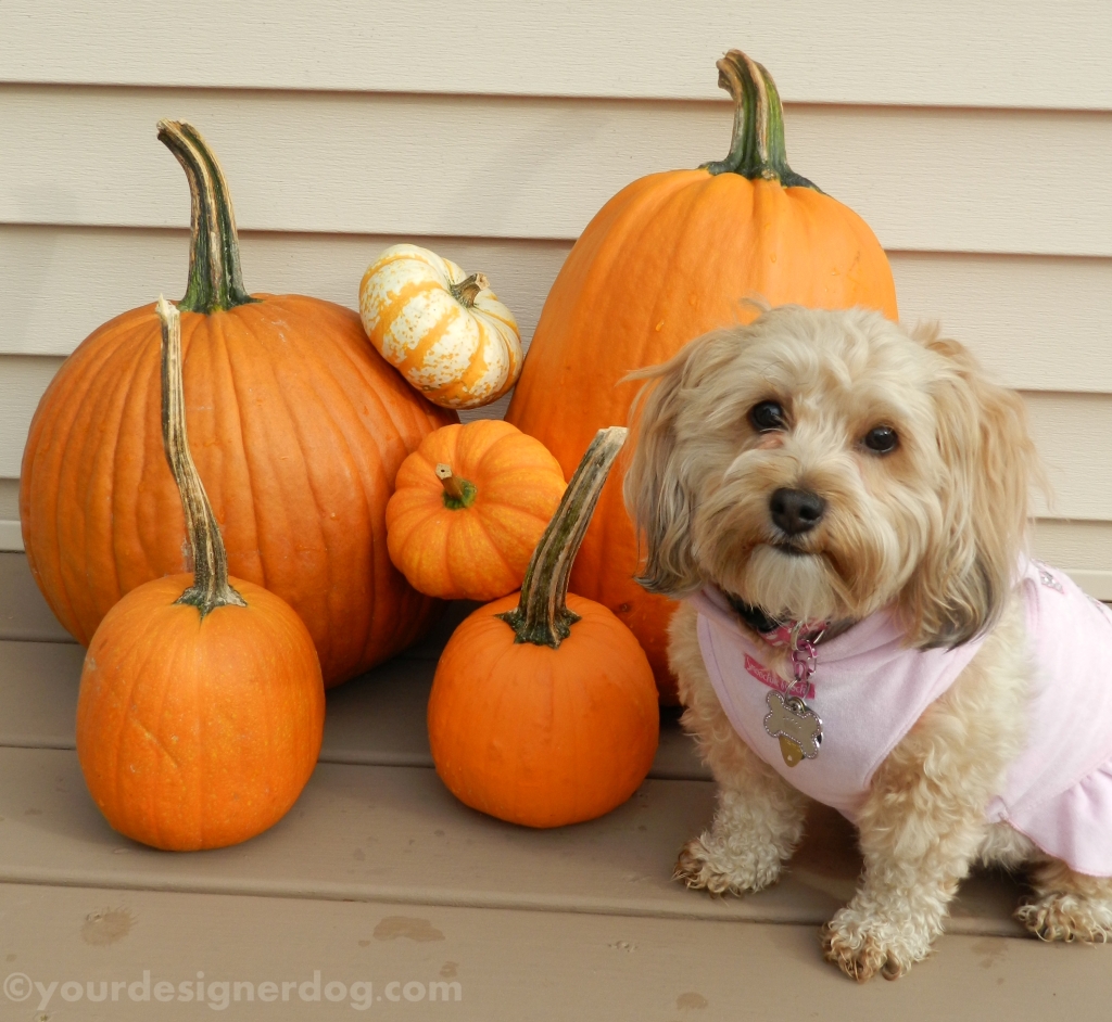 dogs, designer dogs, yorkipoo, yorkie poo, pumpkins, fall