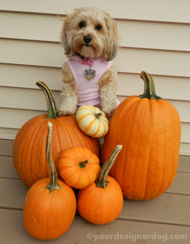 dogs, designer dogs, yorkipoo, yorkie poo, pumpkins, fall