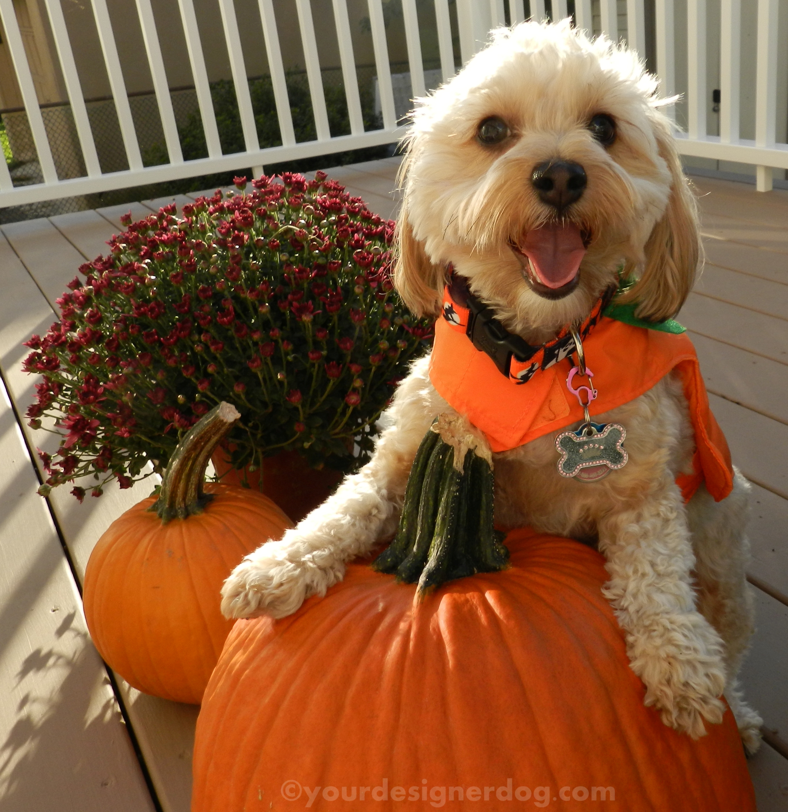 dogs, designer dogs, yorkipoo, yorkie poo, thanksgiving, fall, mums, pumpkin
