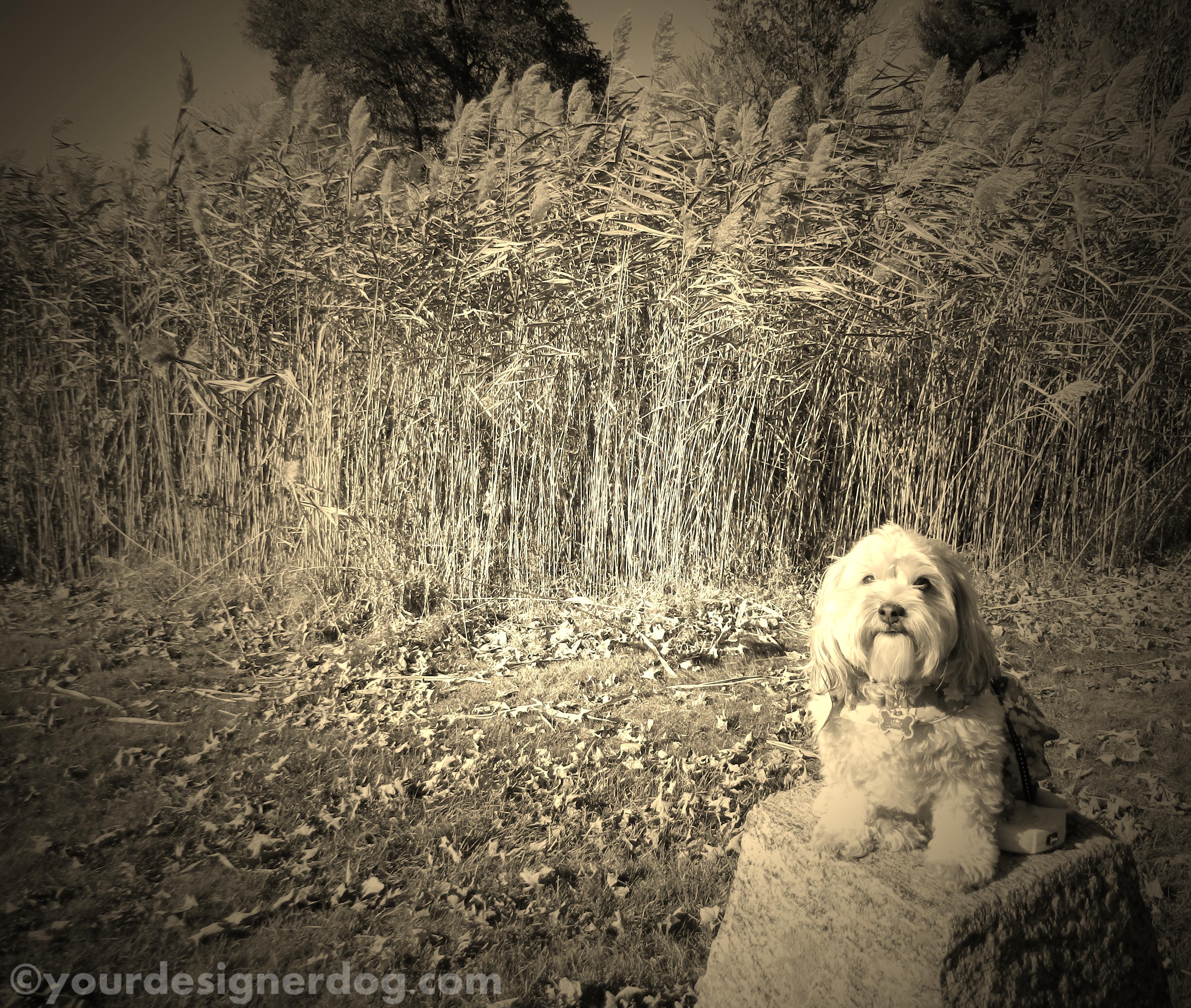 dogs, designer dogs, yorkipoo, yorkie poo, sepia photography, perching, pond