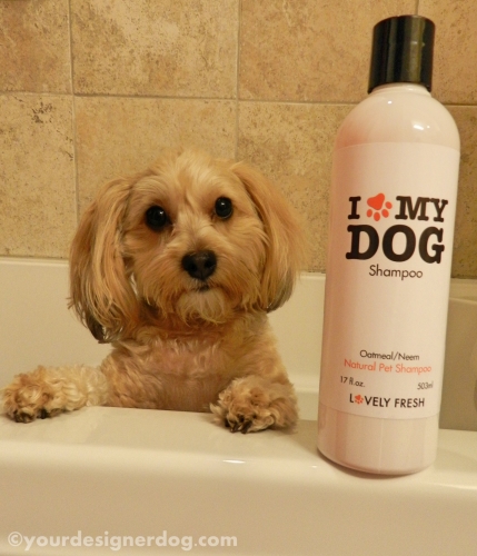 dogs, designer dogs, yorkipoo, yorkie poo, shampoo, bath, dog bath