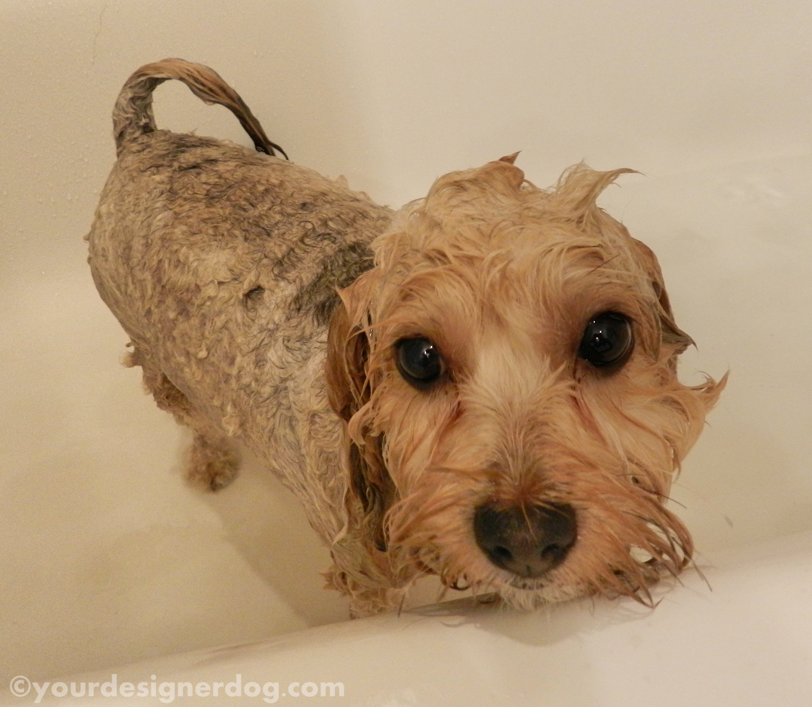 dogs, designer dogs, yorkipoo, yorkie poo, bath, shampoo, dog grooming