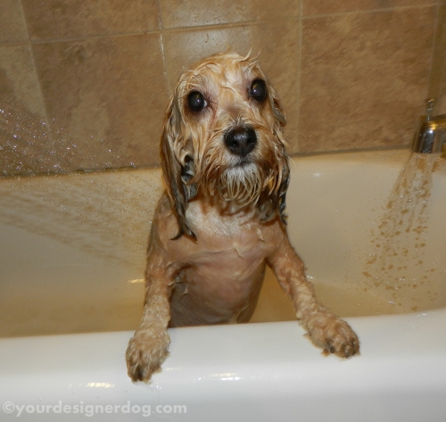 dogs, designer dogs, yorkipoo, yorkie poo, bath, shampoo, dog grooming
