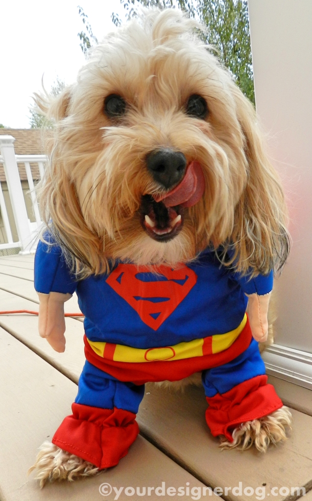 dogs, designer dogs, yorkipoo, yorkie poo, superhero, halloween, dog costume