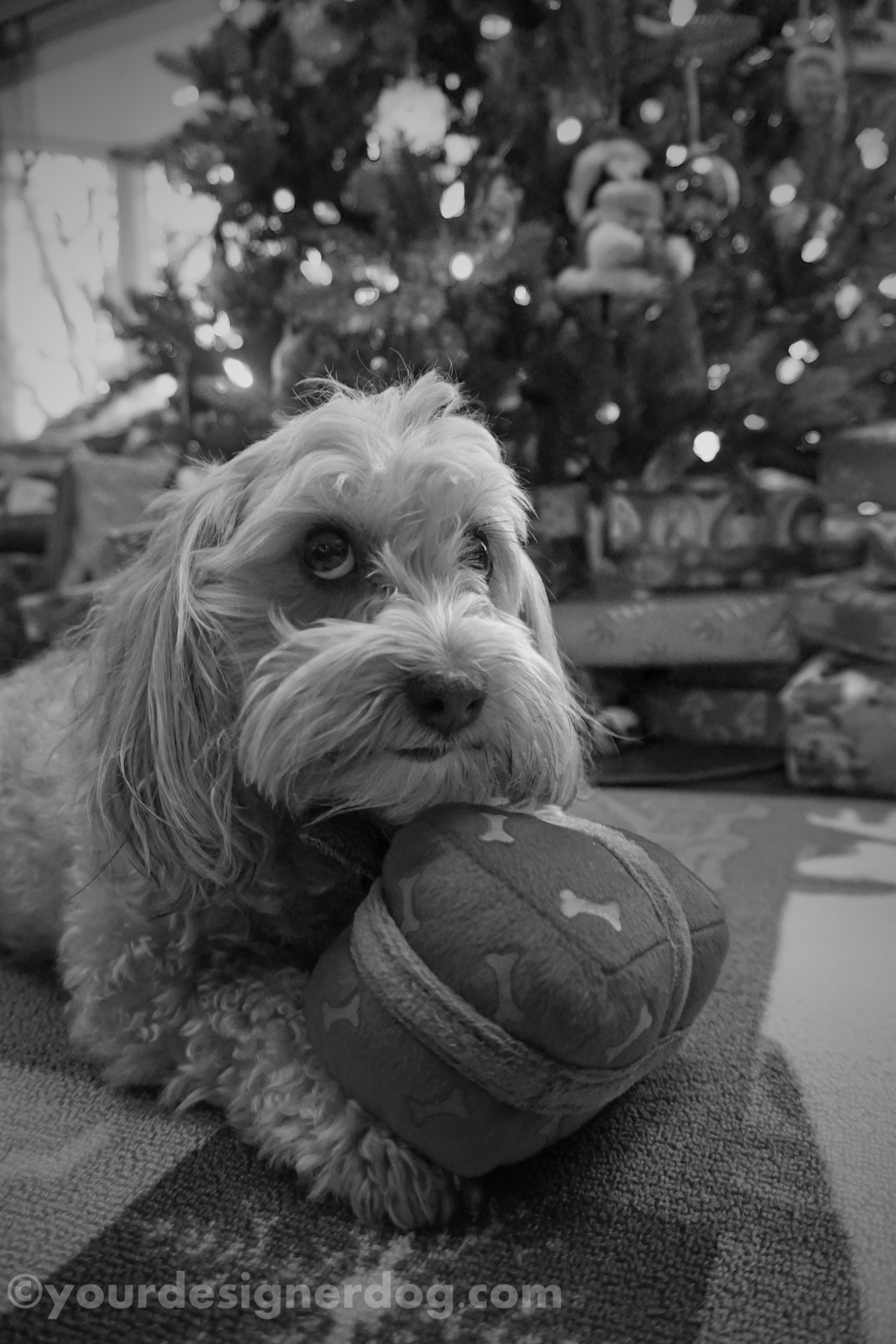 dogs, designer dogs, dog toy, yorkipoo, yorkie poo, black and white photography, christmas present
