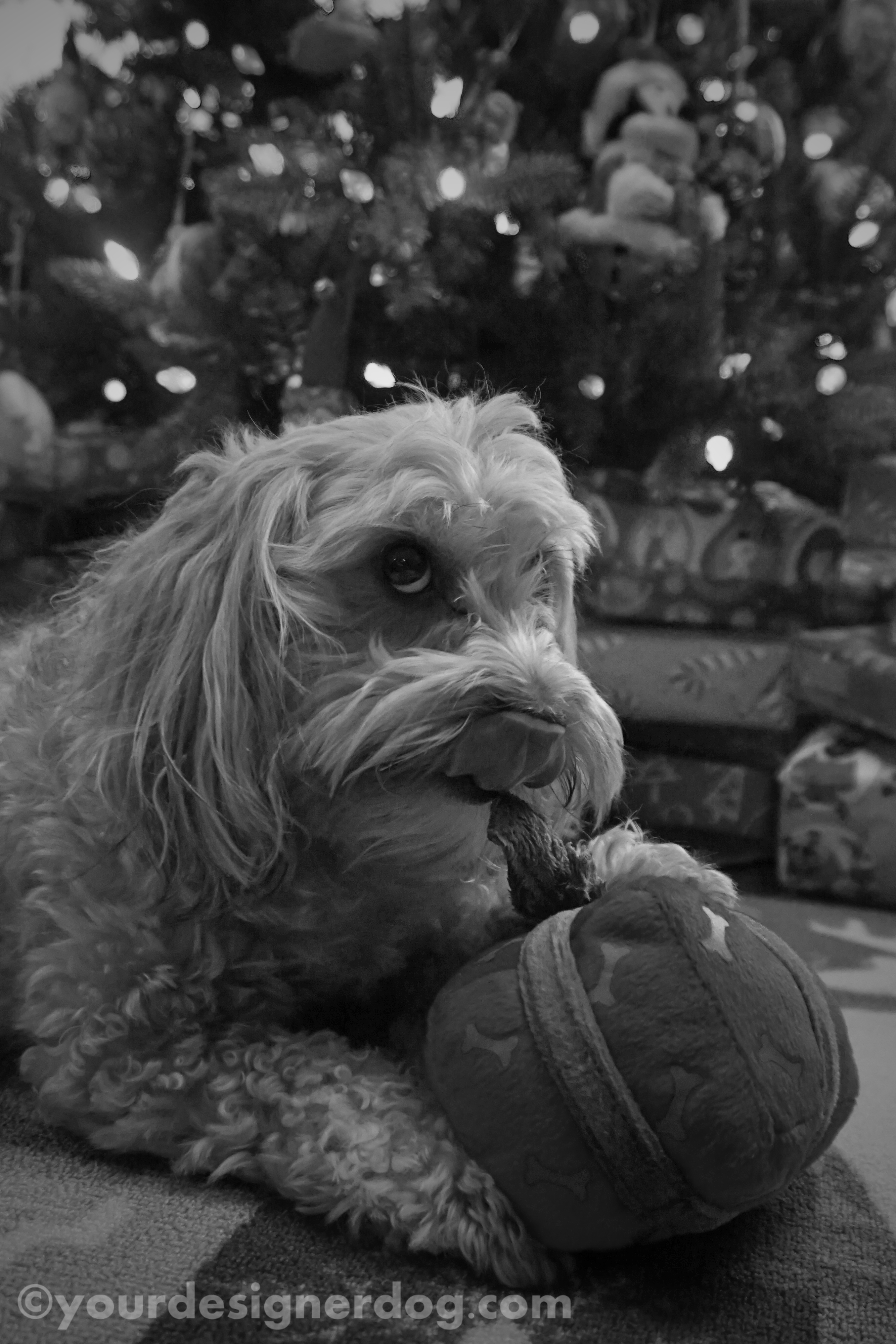 dogs, designer dogs, dog toy, tongue out, yorkipoo, yorkie poo, black and white photography, christmas present