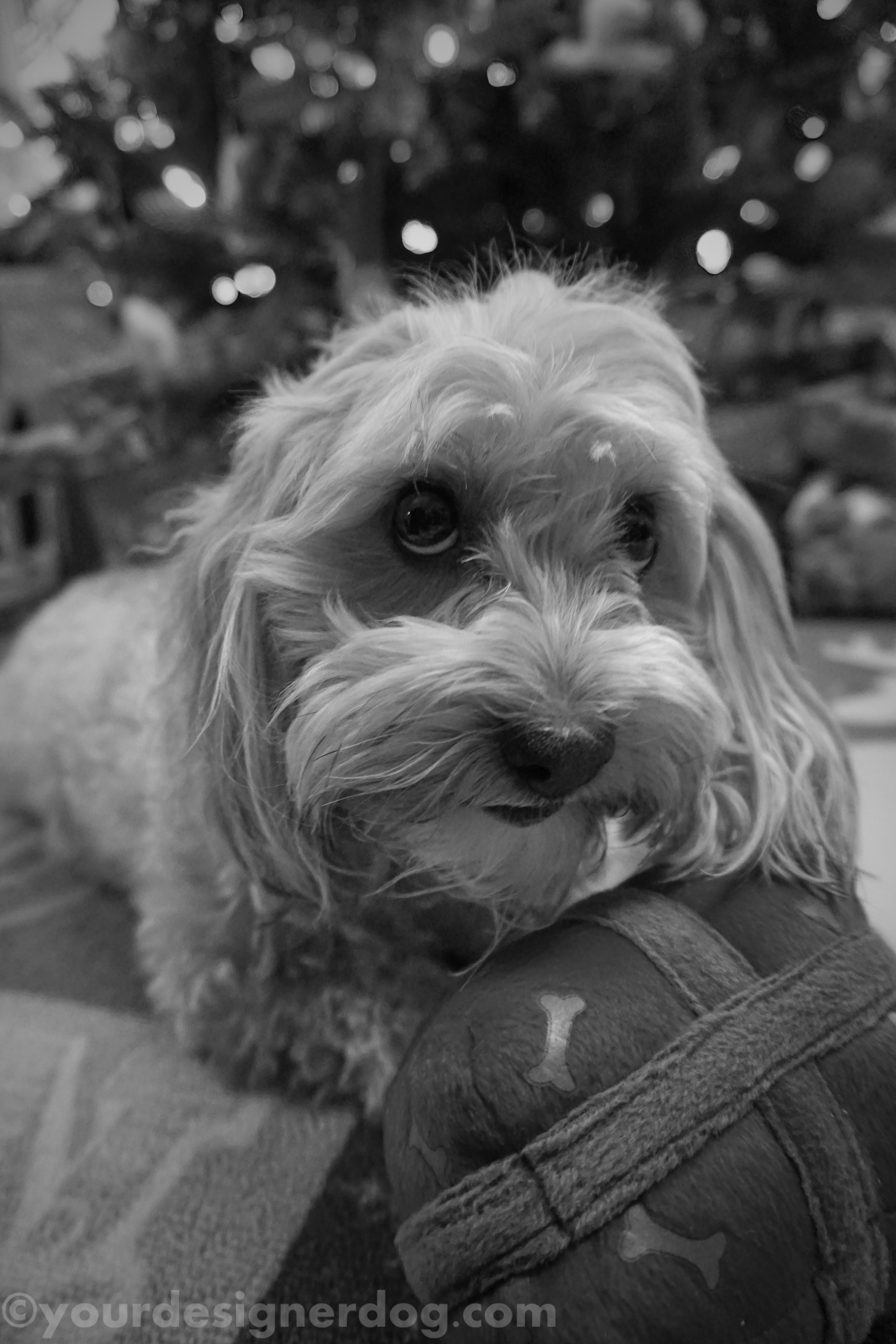 dogs, designer dogs, yorkipoo, yorkie poo, black and white photography, christmas present