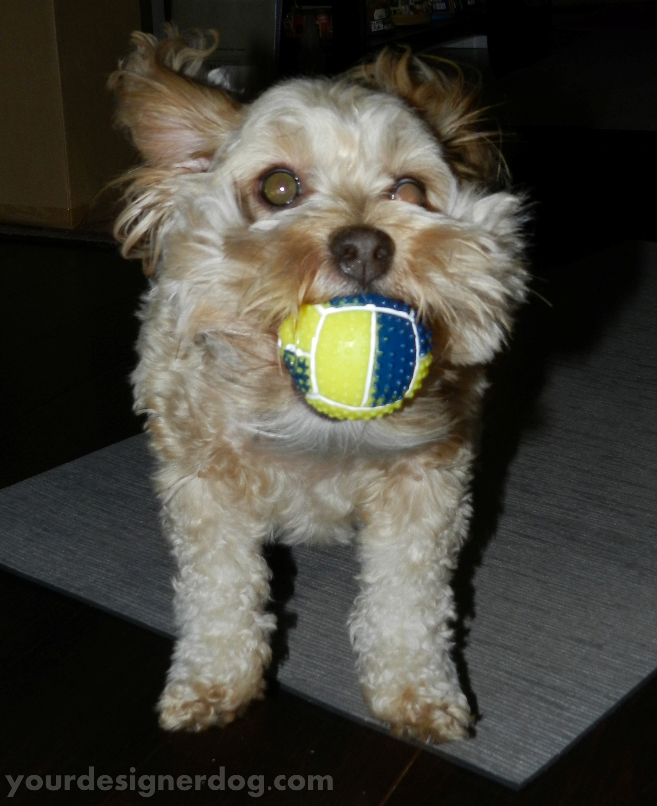 dogs, designer dogs, yorkipoo, yorkie poo, catch, squeaky ball, dog toy