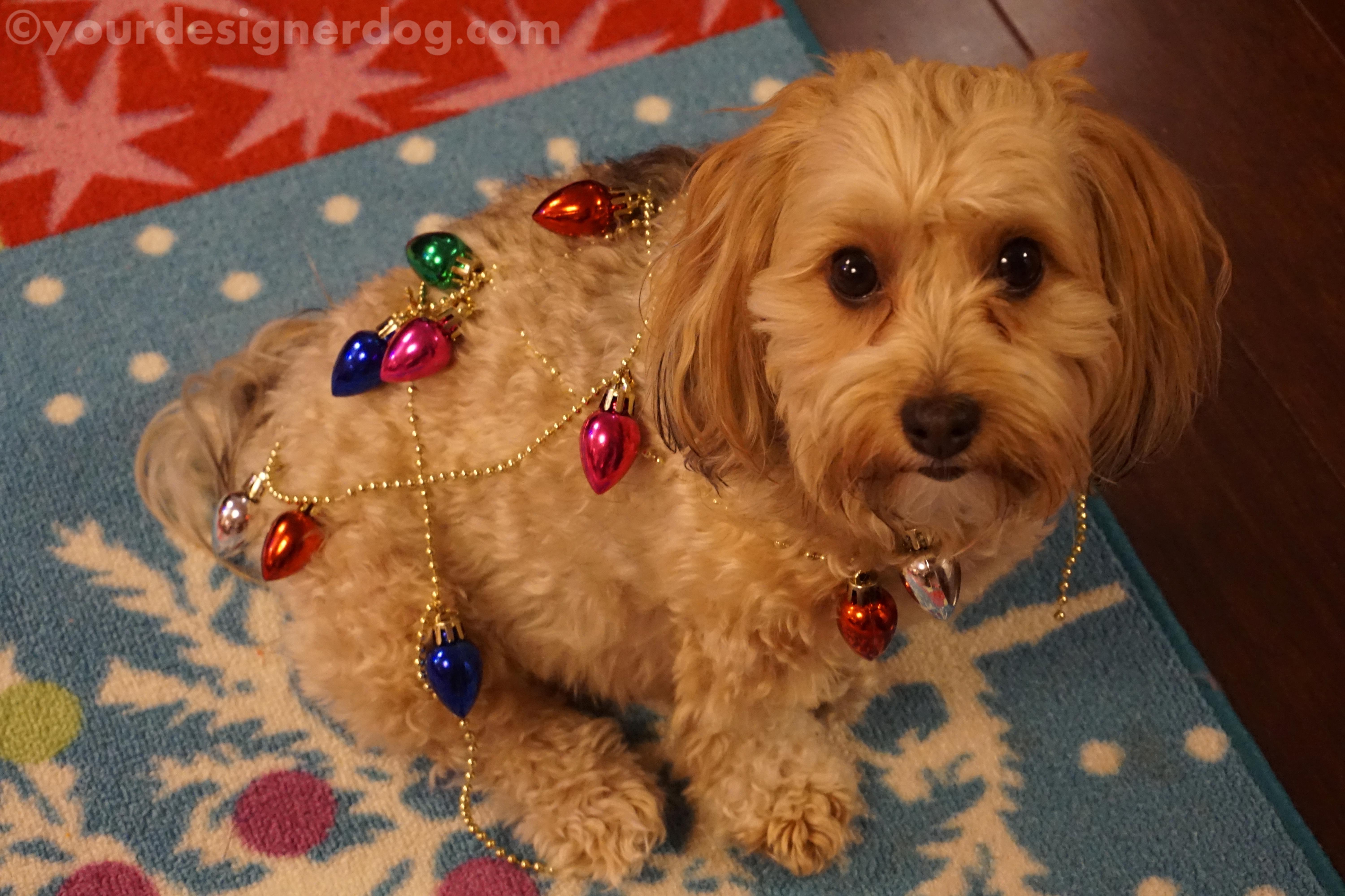 dogs, designer dogs, yorkipoo, yorkie poo, decorations, christmas, garland, holiday