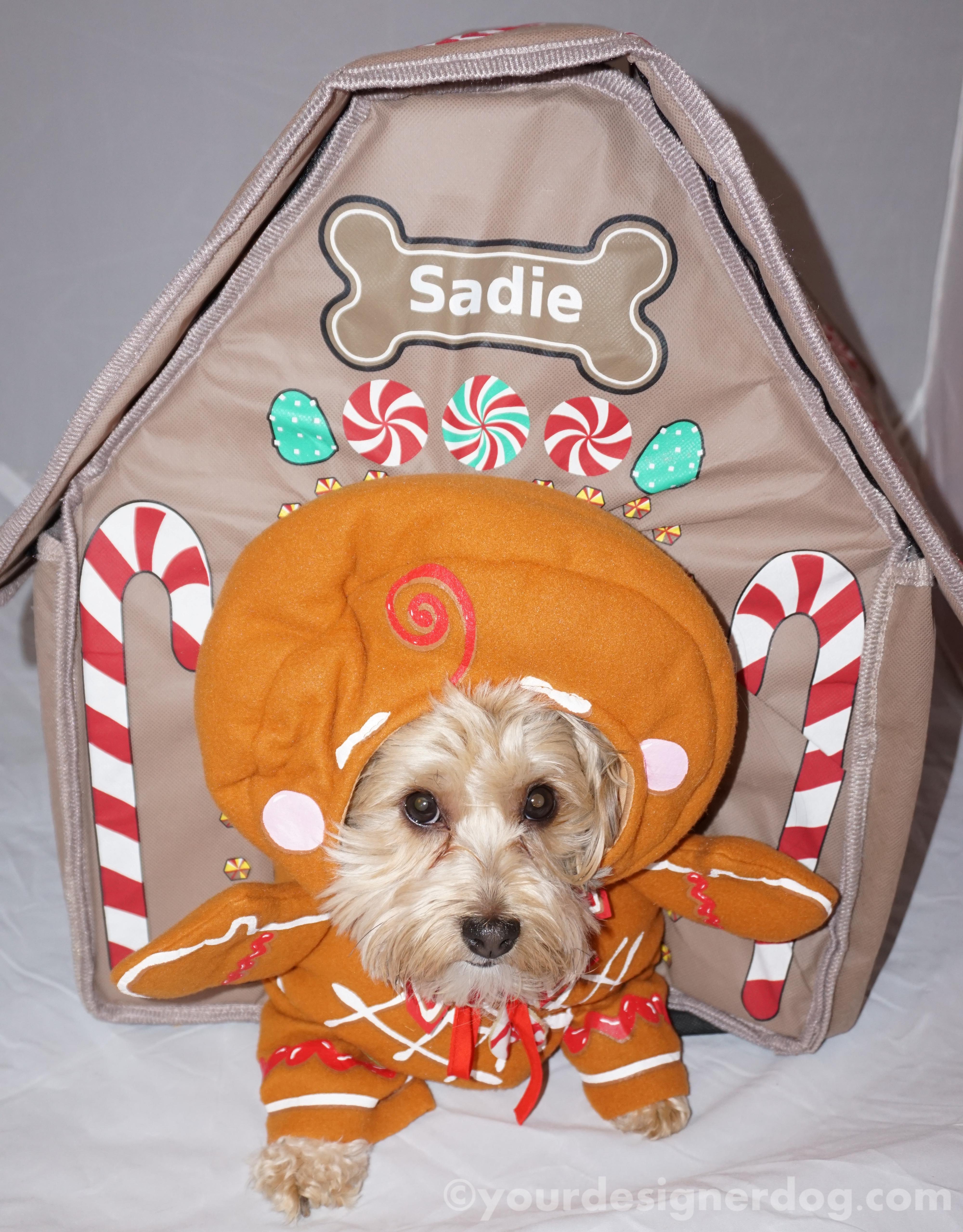 dogs, designer dogs, yorkipoo, yorkie poo, gingerbread house, dog house
