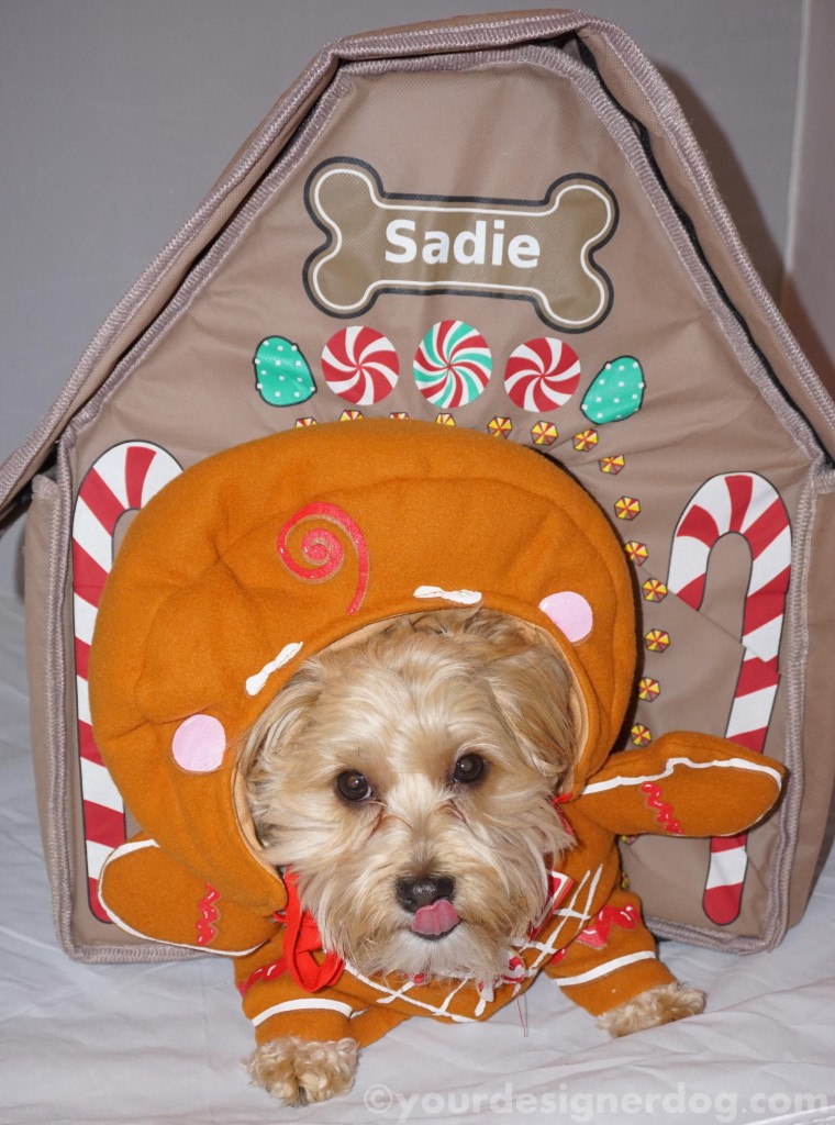 dogs, designer dogs, yorkipoo, yorkie poo, gingerbread house, tongue out, dog house