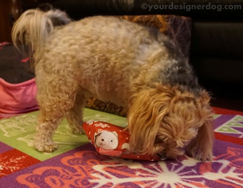 dogs, designer dogs, yorkipoo, yorkie poo, christmas, presents, christmas teee