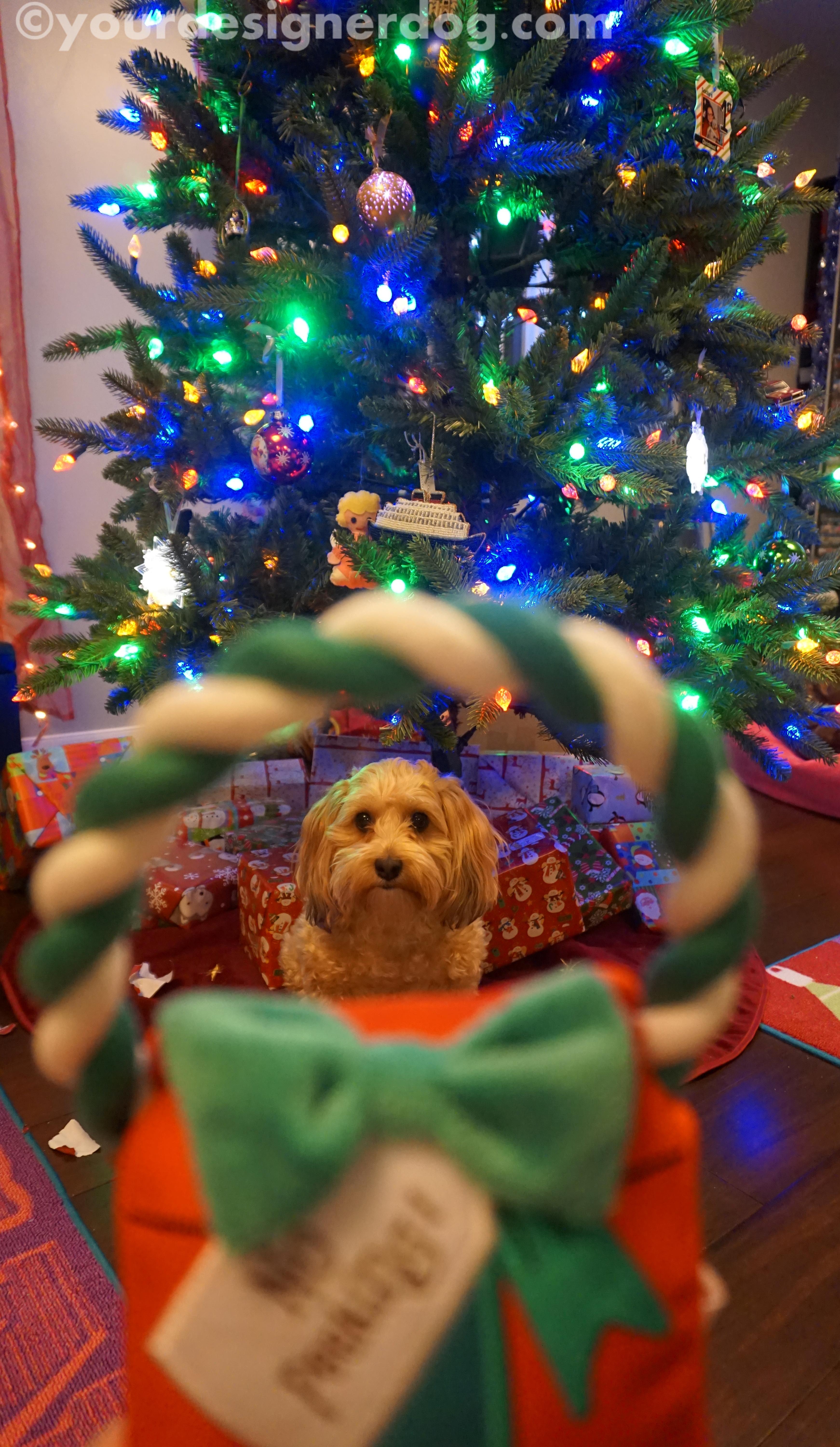 dogs, designer dogs, yorkipoo, yorkie poo, christmas, present, christmas tree