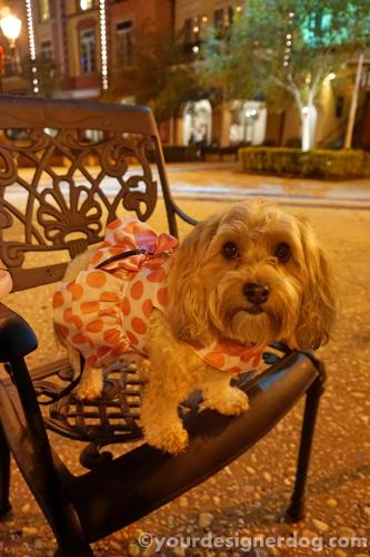 dogs, designer dogs, yorkipoo, yorkie poo, restaurant, dining, outdoors