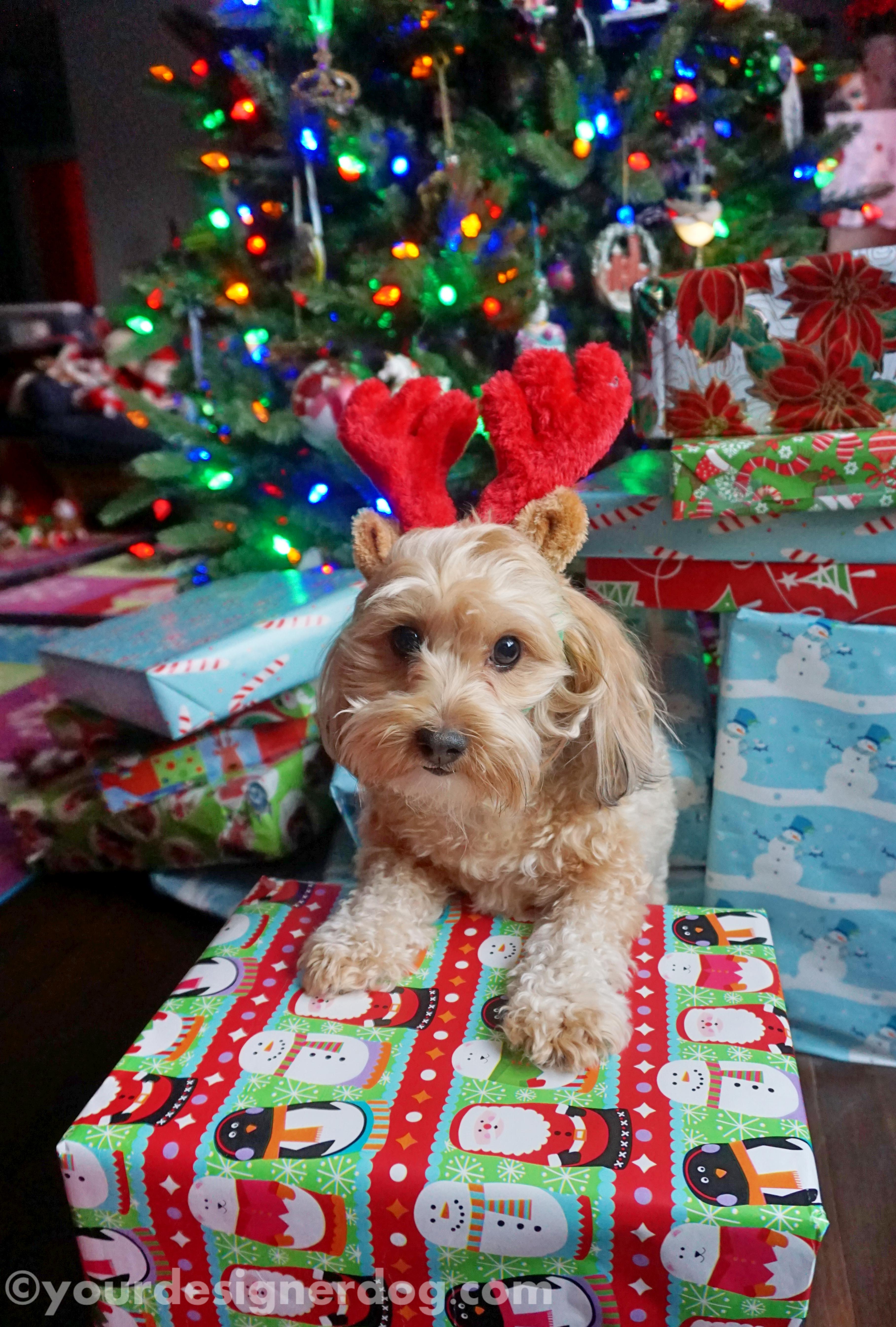 dogs, designer dogs, yorkipoo, yorkie poo, reindeer, christmas tree, presents
