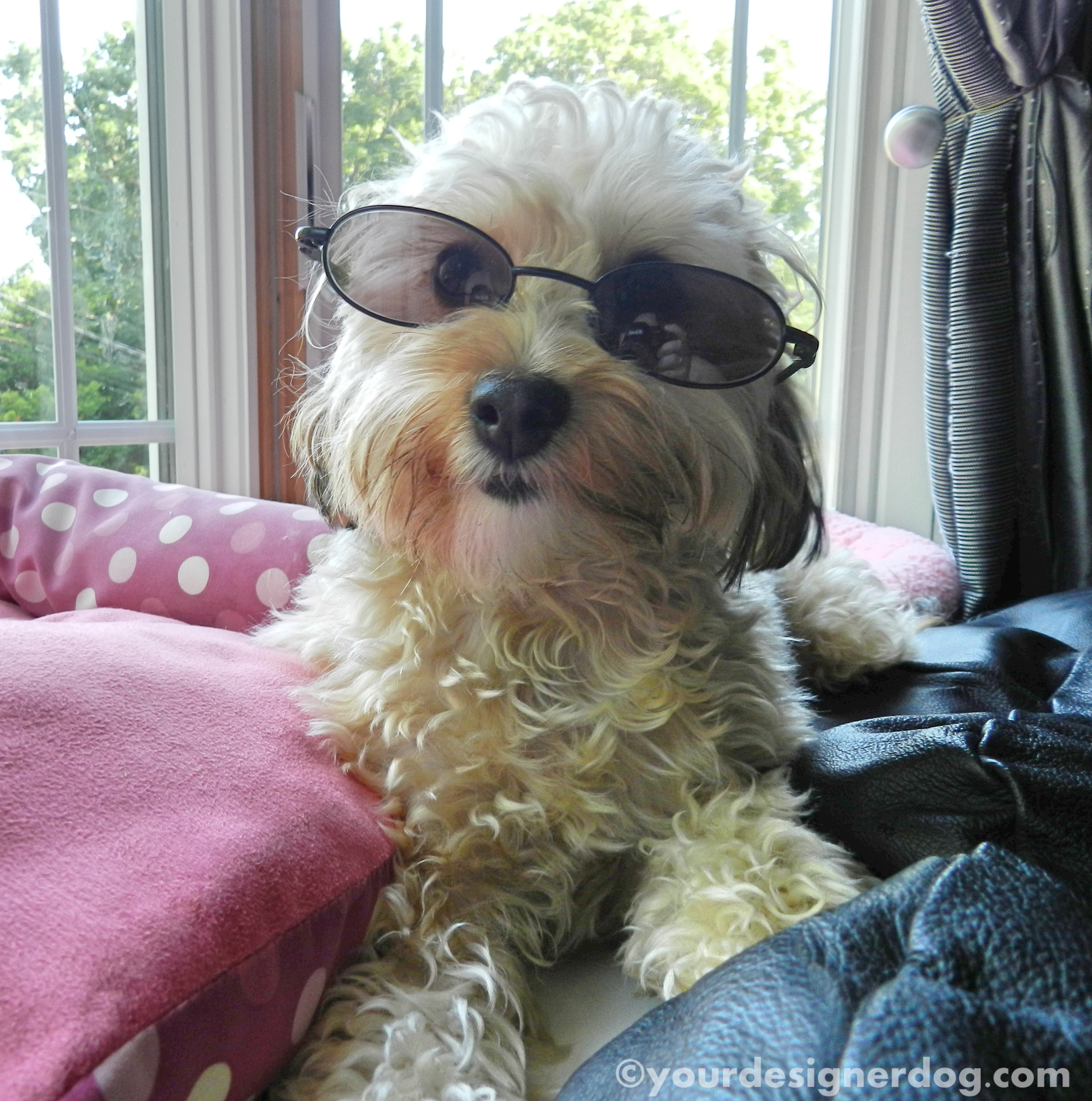 dogs, designer dogs, yorkipoo, yorkie poo, sunglasses