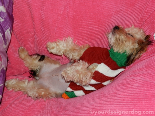 dogs, designer dogs, yorkipoo, yorkie poo, christmas sweater, sleepy puppy