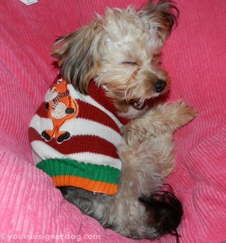 dogs, designer dogs, yorkipoo, yorkie poo, christmas sweater, sleepy puppy