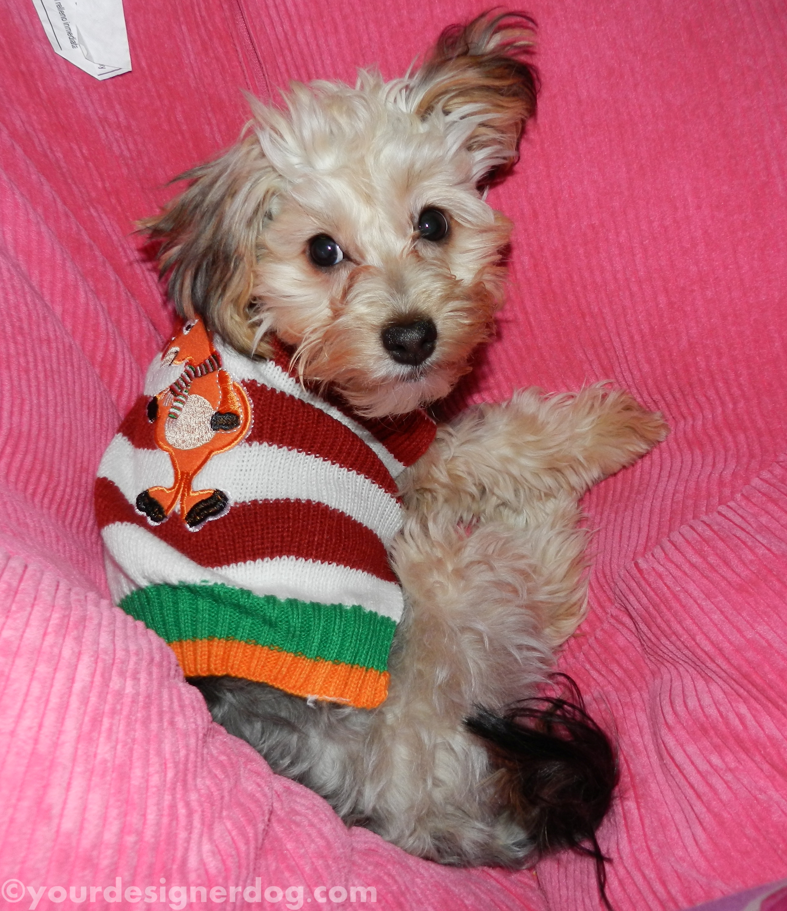 dogs, designer dogs, yorkipoo, yorkie poo, christmas sweater, sleepy puppy